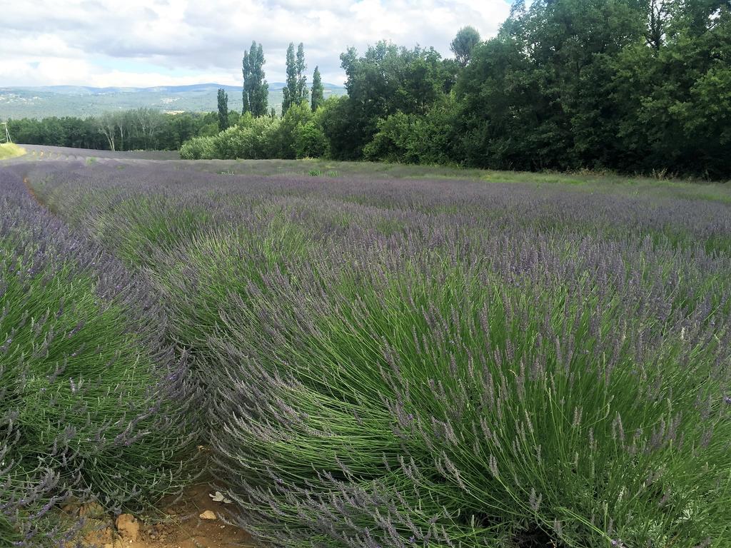Le Chant Du Coeur Roussillon en Isere Exterior foto